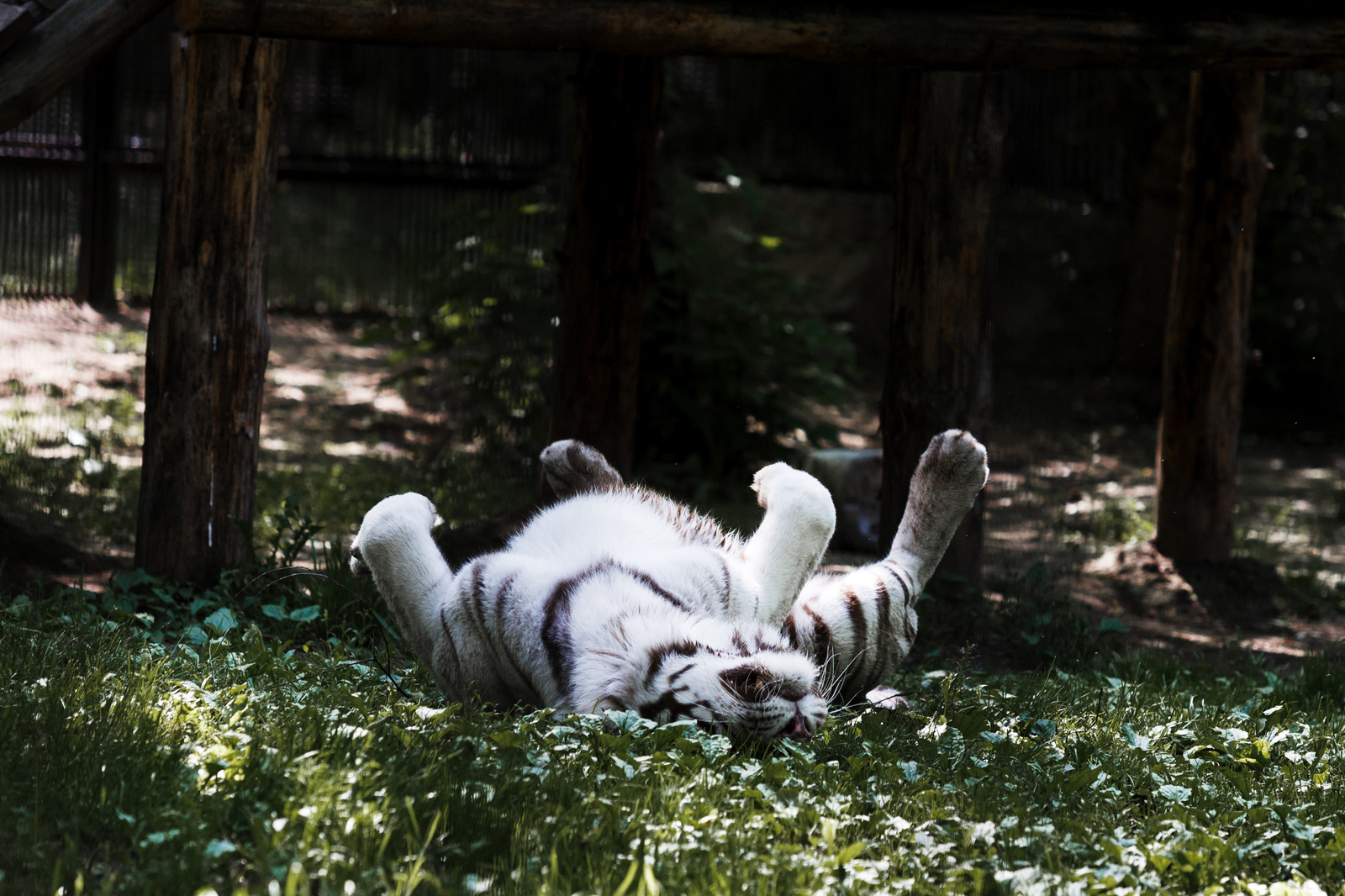 Zoo residents - My, Photographer, Zoo, Animals, Nature, Novosibirsk, Summer, Canon, Friends, Longpost