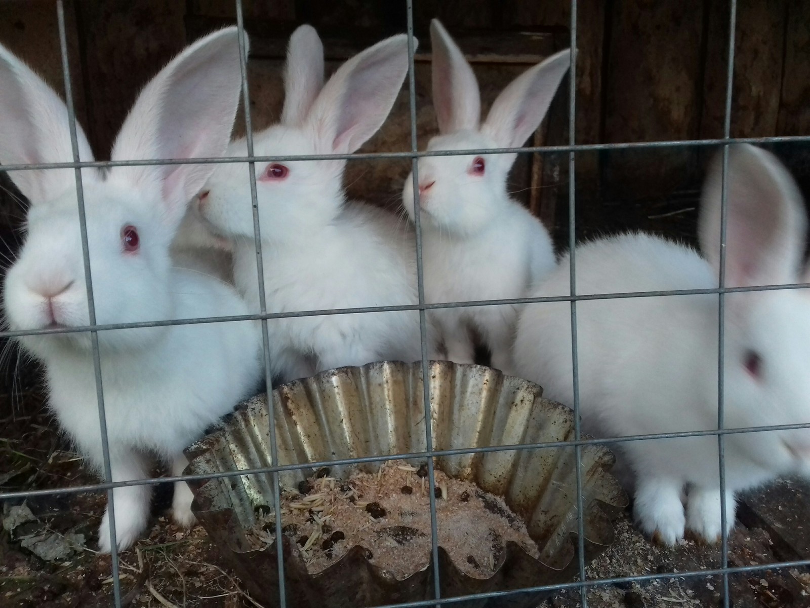 Rabbits - My, Rabbit, Animals, Longpost