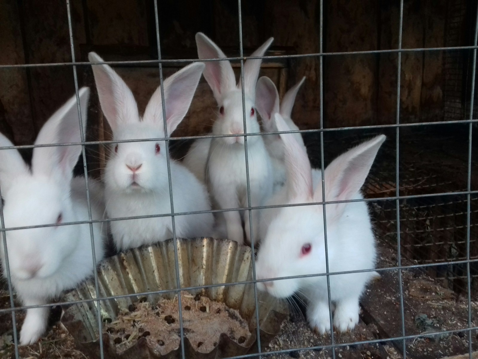 Rabbits - My, Rabbit, Animals, Longpost