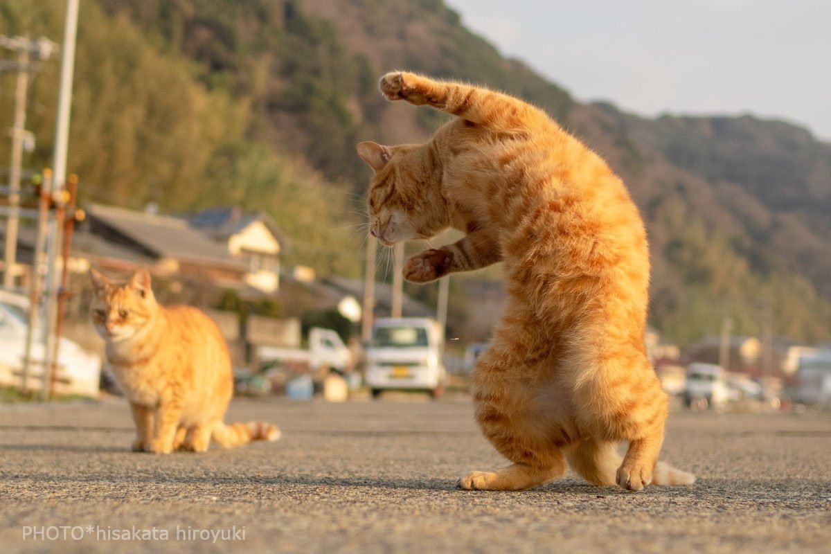 Котячьи танцы в честь пятницы - Кот, Танцы, Животные, Милота, Рыжие, Котомафия, Пятница, Длиннопост