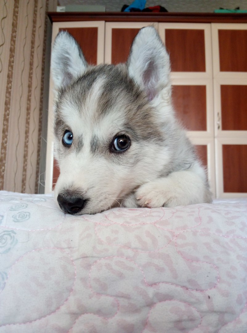 Our flock - My, Dog, Siberian Husky, Husky, , Longpost