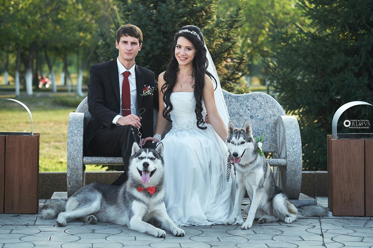 Our flock - My, Dog, Siberian Husky, Husky, , Longpost