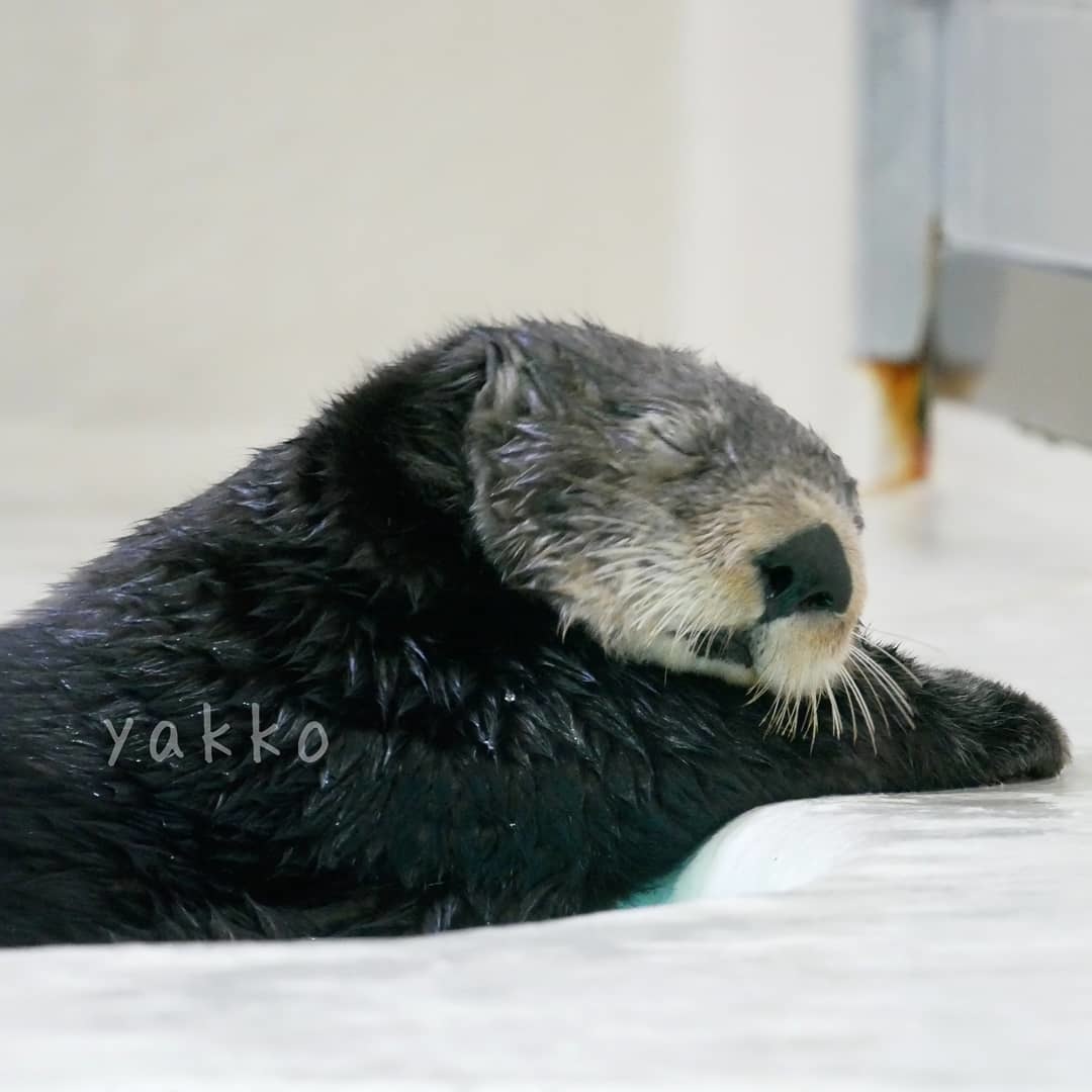 Sweet Dreams - Otter, Sea otter, Milota, Animals