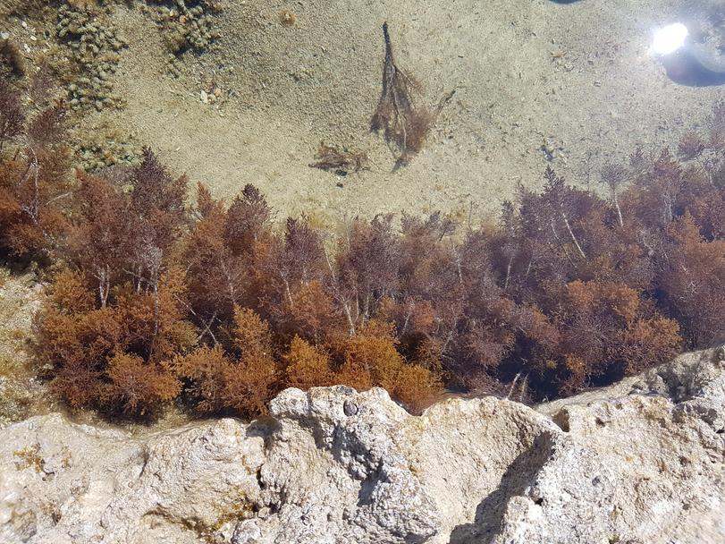 Лужа с водорослями выглядит как отдаленный лес на скале
 - Лужа, Водоросли, Фотография