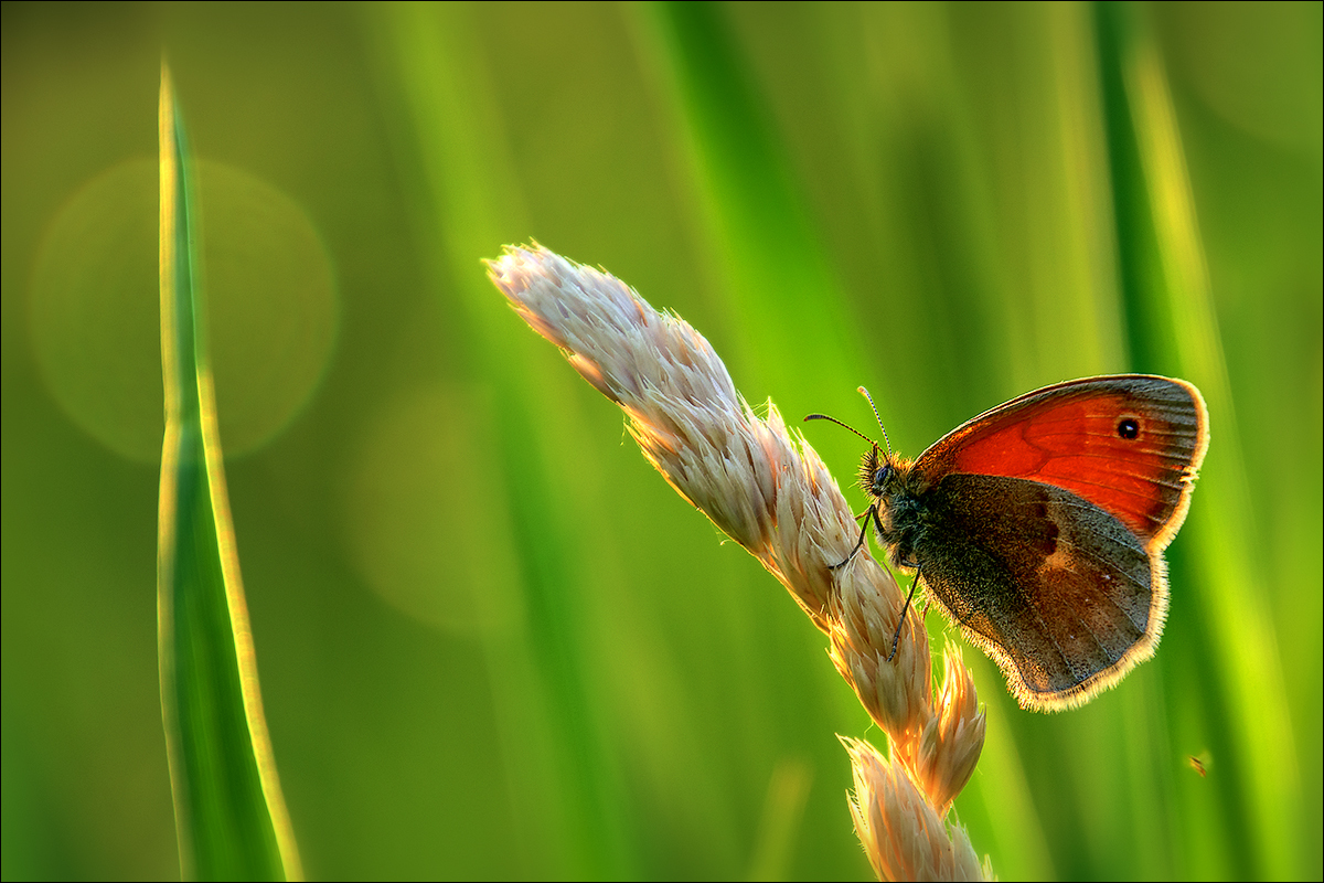 Just butterflies - My, Butterfly, Macro, Macro photography, Summer, Longpost