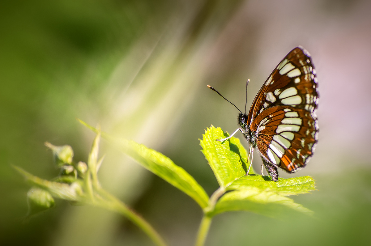 Just butterflies - My, Butterfly, Macro, Macro photography, Summer, Longpost