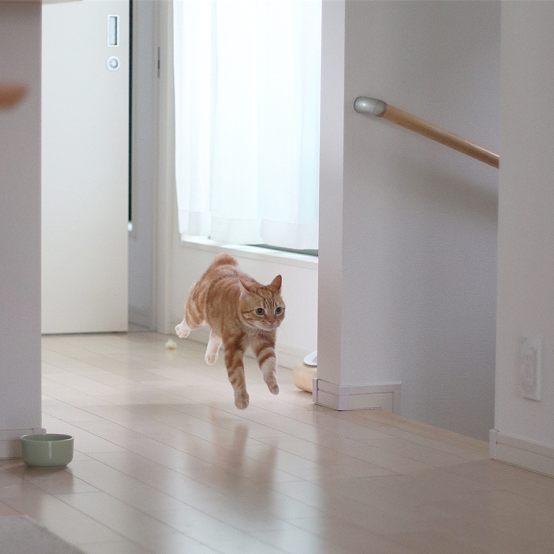 Рыжий сбежал. Кошка в квартире. Кот бежит. Кот убегает. Кот прикольный в квартире.