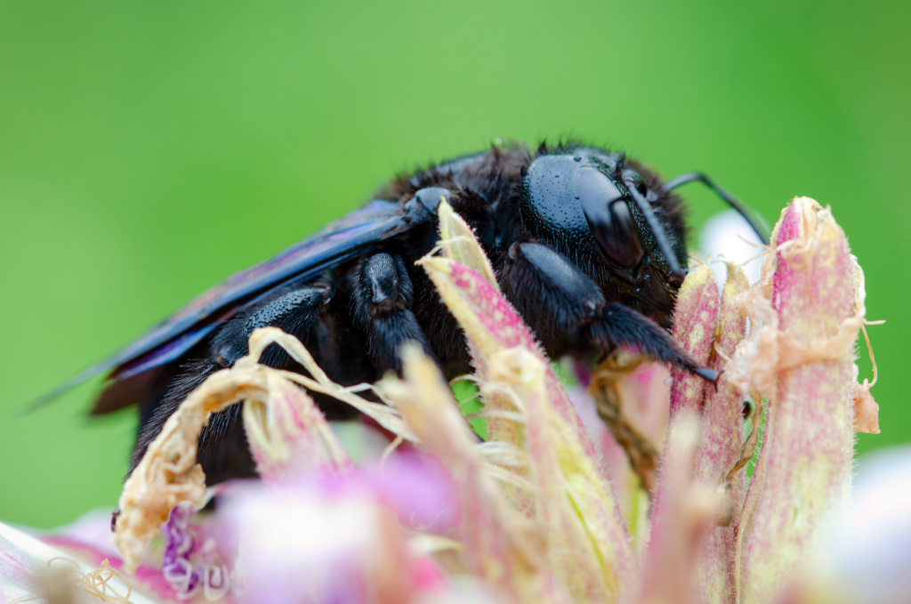 purple carpenter bee - My, Macro, Xylocopa, Bees, Macro photography