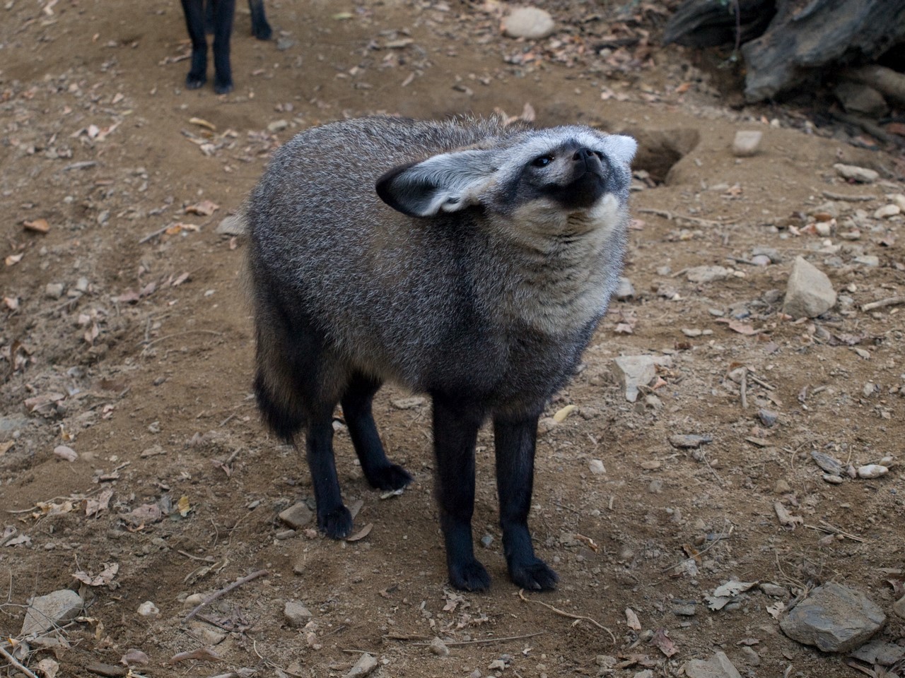 Big-eared fox also wants to be a good boy - My, Big-eared fox, The photo, Fox