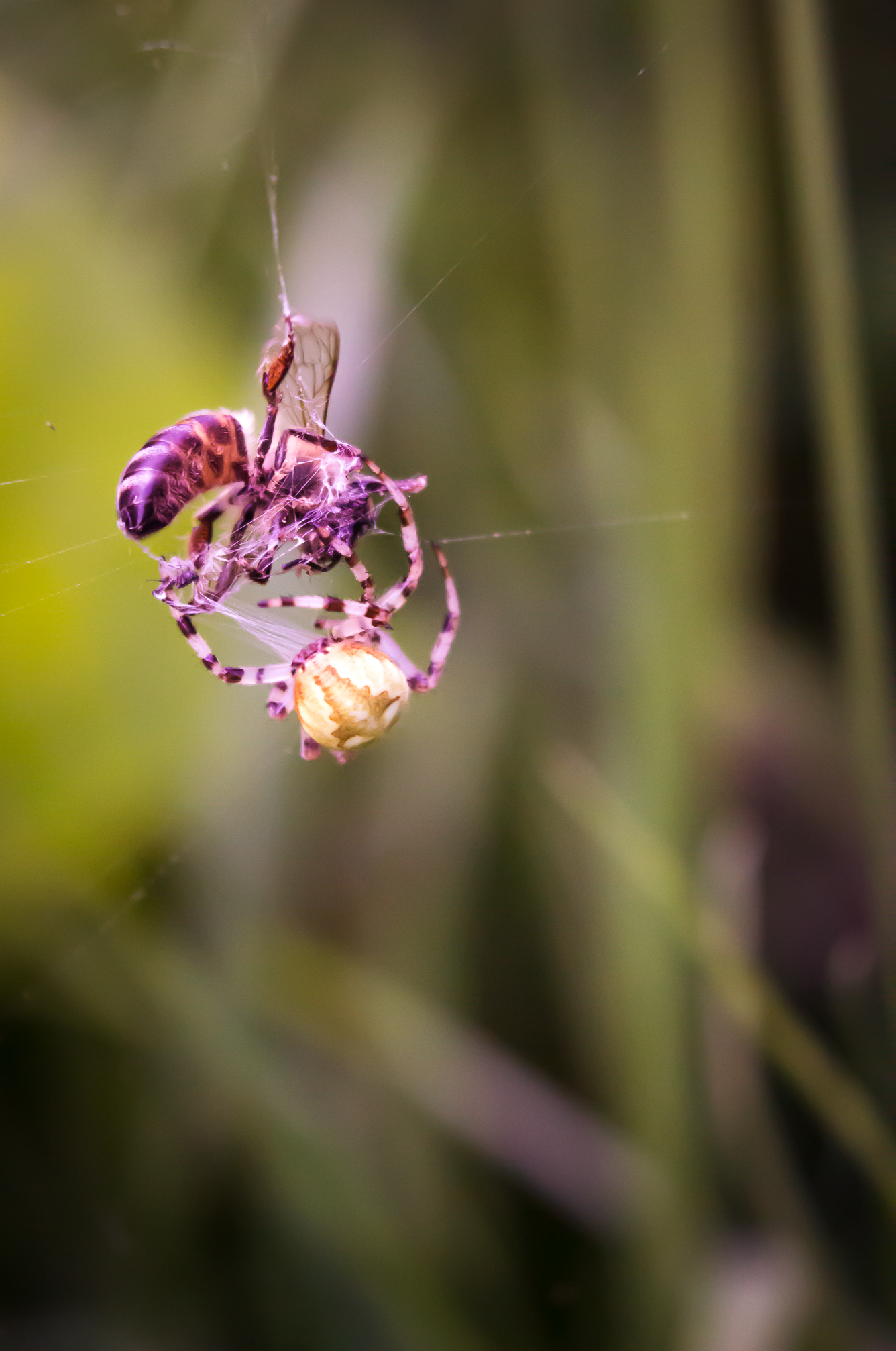 Florophil's Notes No. 3. - My, Summer, Flowers, Гусь, Horses, Bathing, Butterfly, Spider, Longpost, Bathing