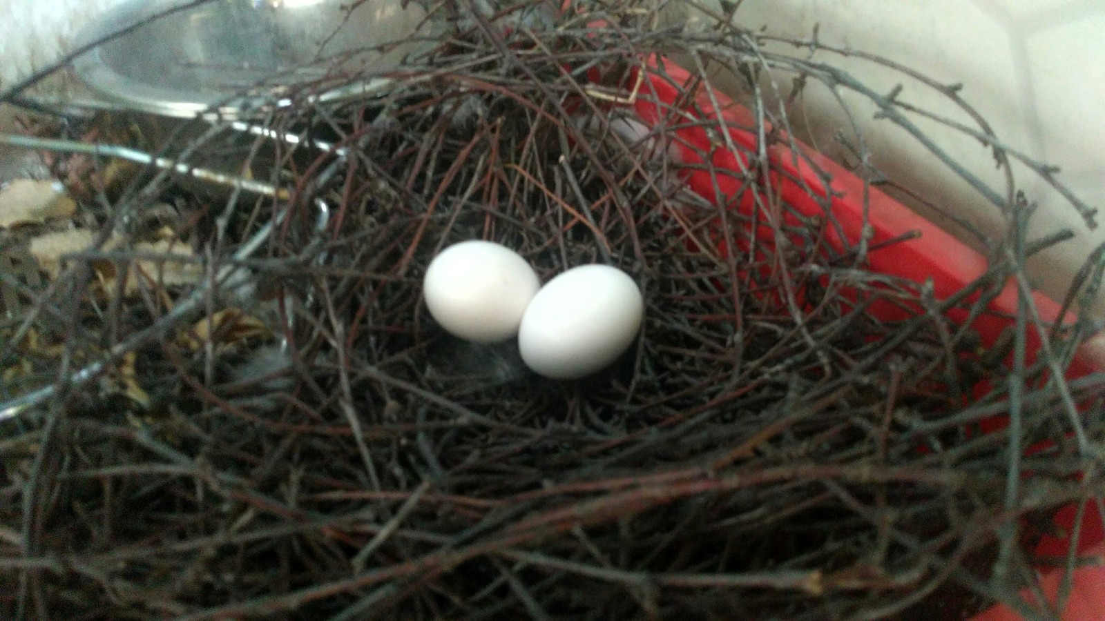 How pigeons bred on my balcony - My, My, Longpost, Pigeon