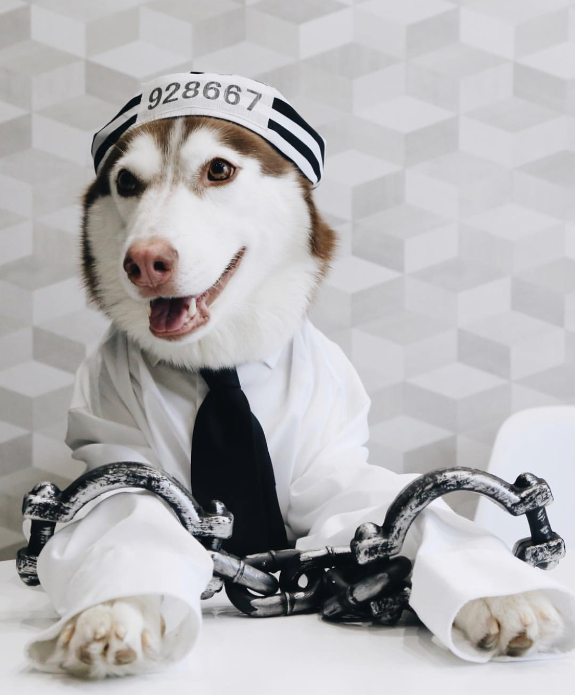 Husky dresses up in different looks (19 photos) - My, Dog, Husky, A selection, Humor, Funny animals, Animals, Longpost, Children