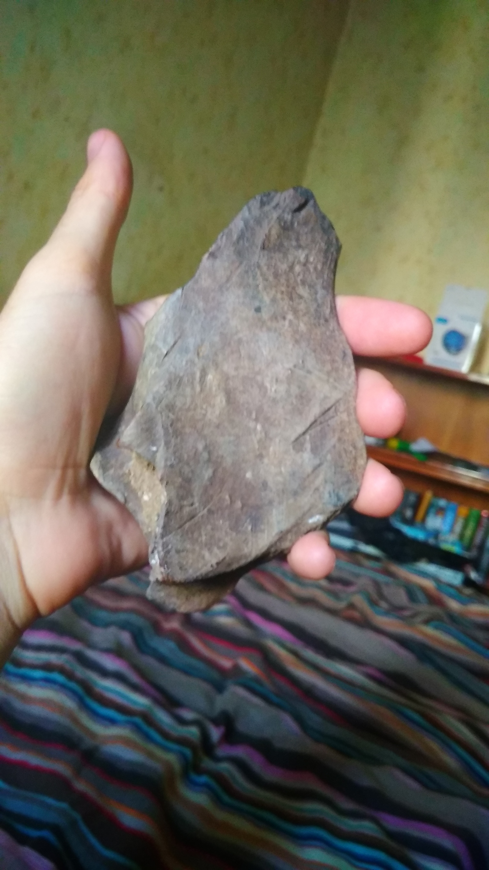 Fossilized bone found, help identify whose it is) - My, Paleontology, Fossils, Bones, Longpost