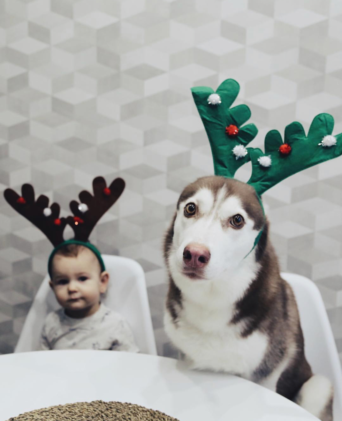 Husky dresses up in different looks (19 photos) - My, Dog, Husky, A selection, Humor, Funny animals, Animals, Longpost, Children