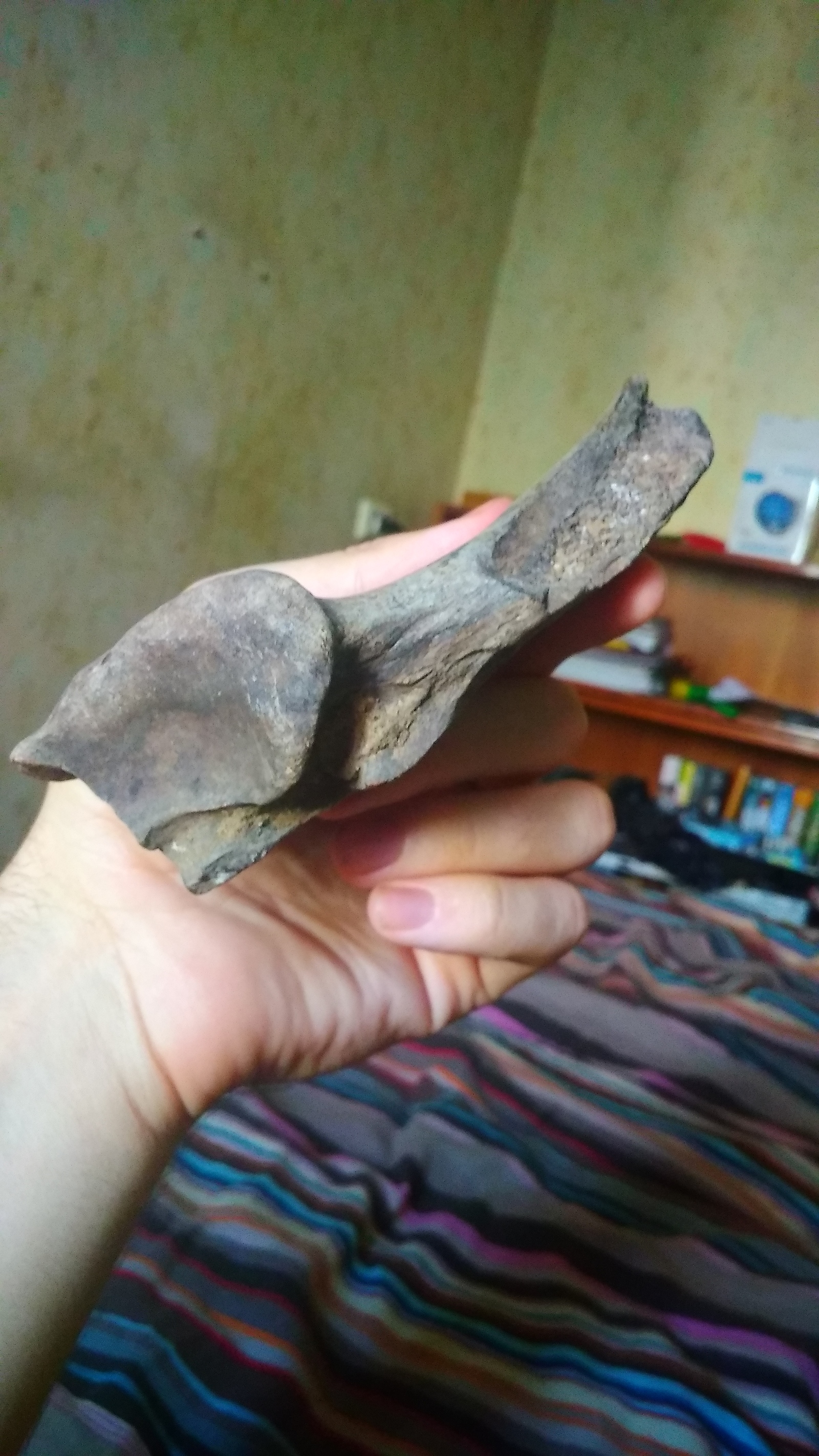 Fossilized bone found, help identify whose it is) - My, Paleontology, Fossils, Bones, Longpost