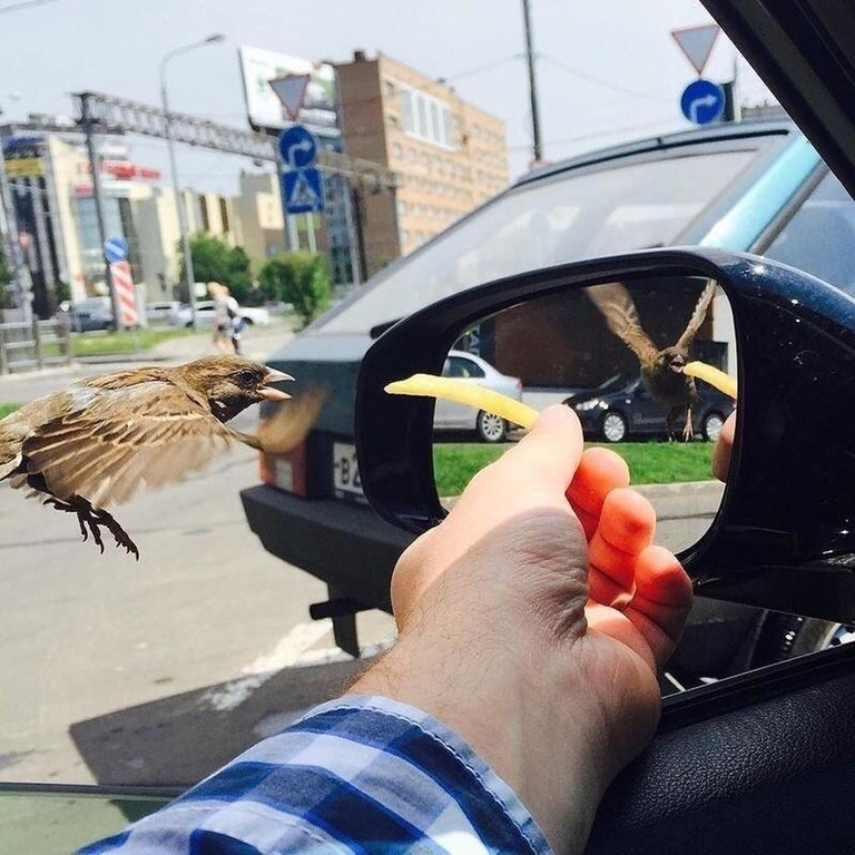 The bird in the mirror is in a different time interval - Birds, Time, Mirror