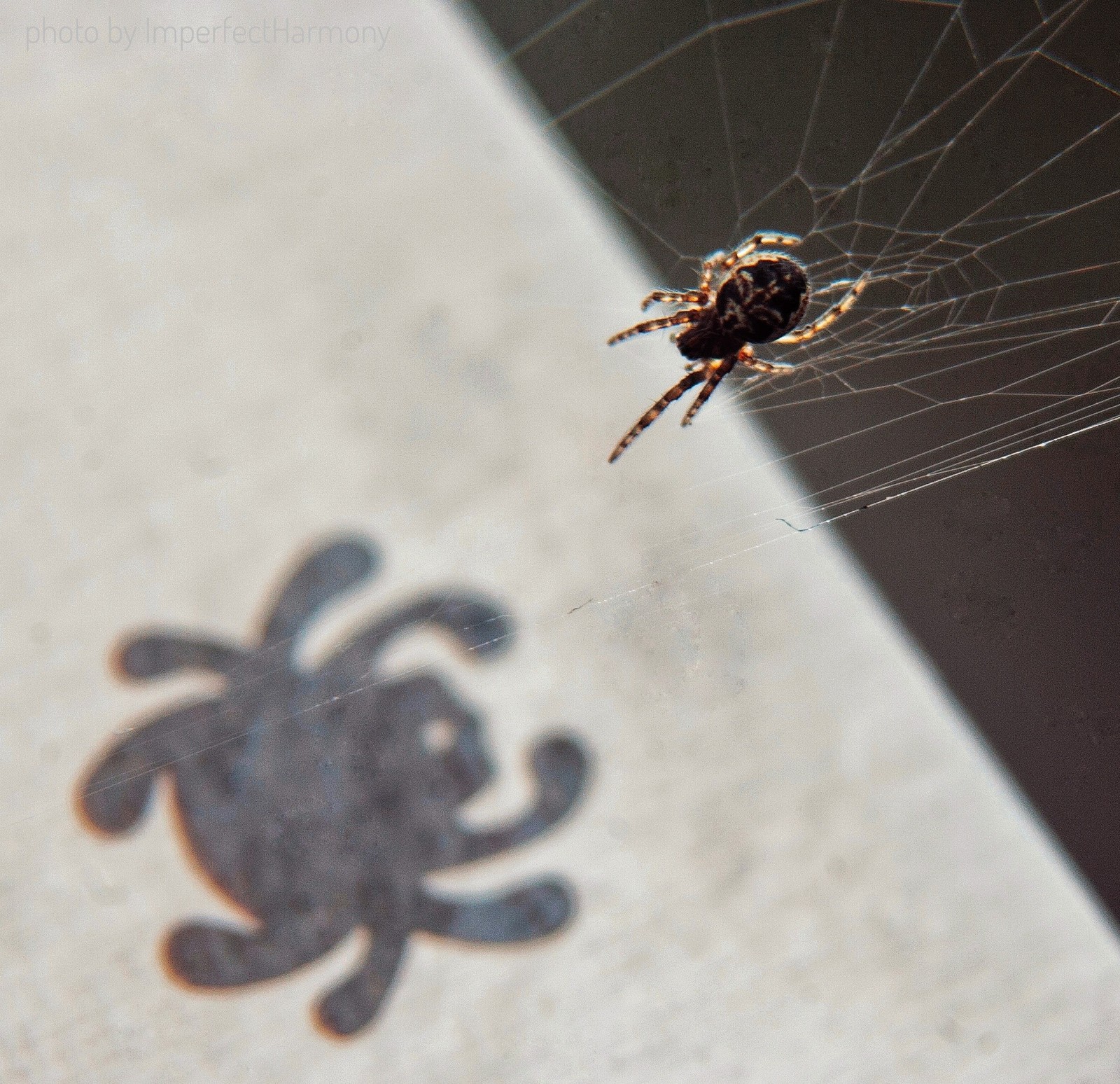 Spiders and a new angle - My, Knife, Spider, Macro, My, Drops, The photo, Longpost, Macro photography