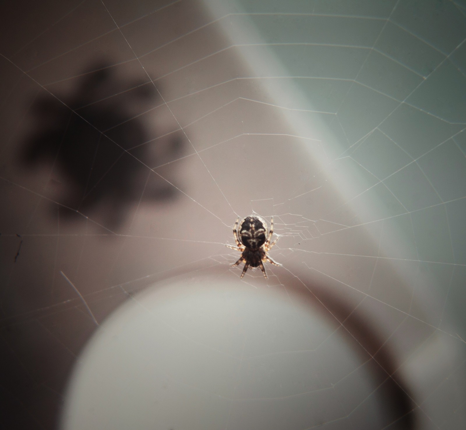 Spiders and a new angle - My, Knife, Spider, Macro, My, Drops, The photo, Longpost, Macro photography