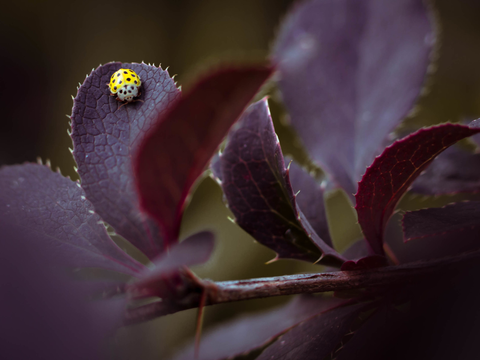 Summer on barberry - My, Barberry, ladybug, Spider