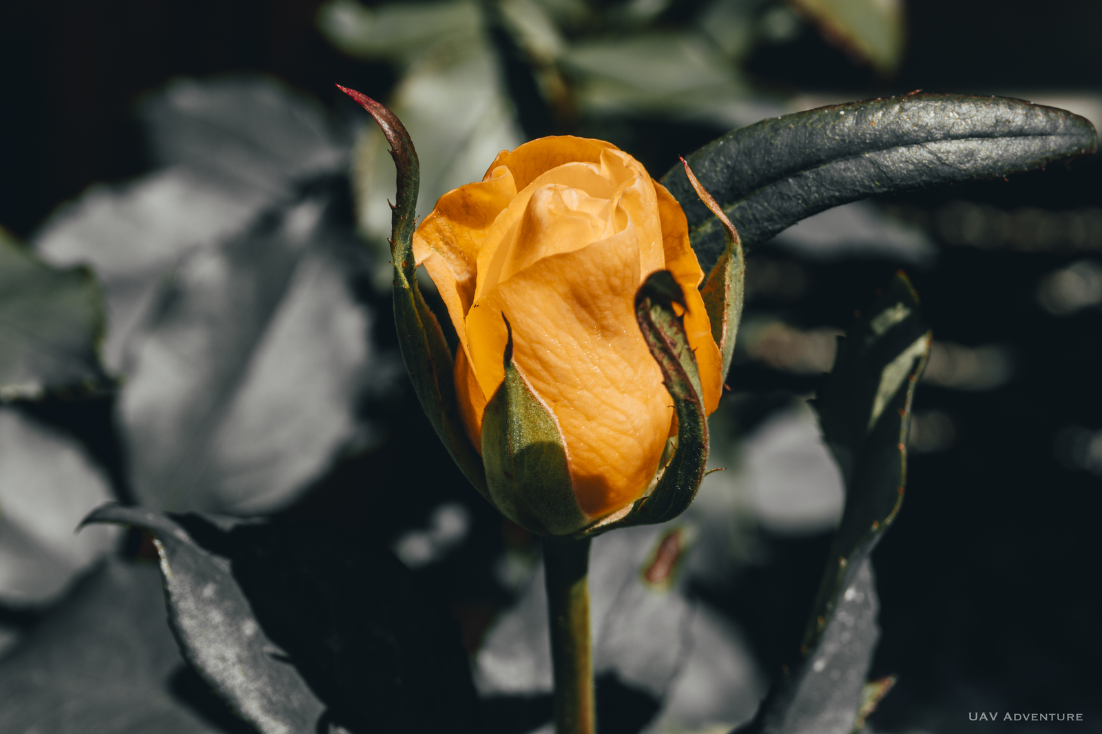 Some garden flowers part 4 - My, Flowers, Macro, The photo, Dacha, the Rose, Macro photography