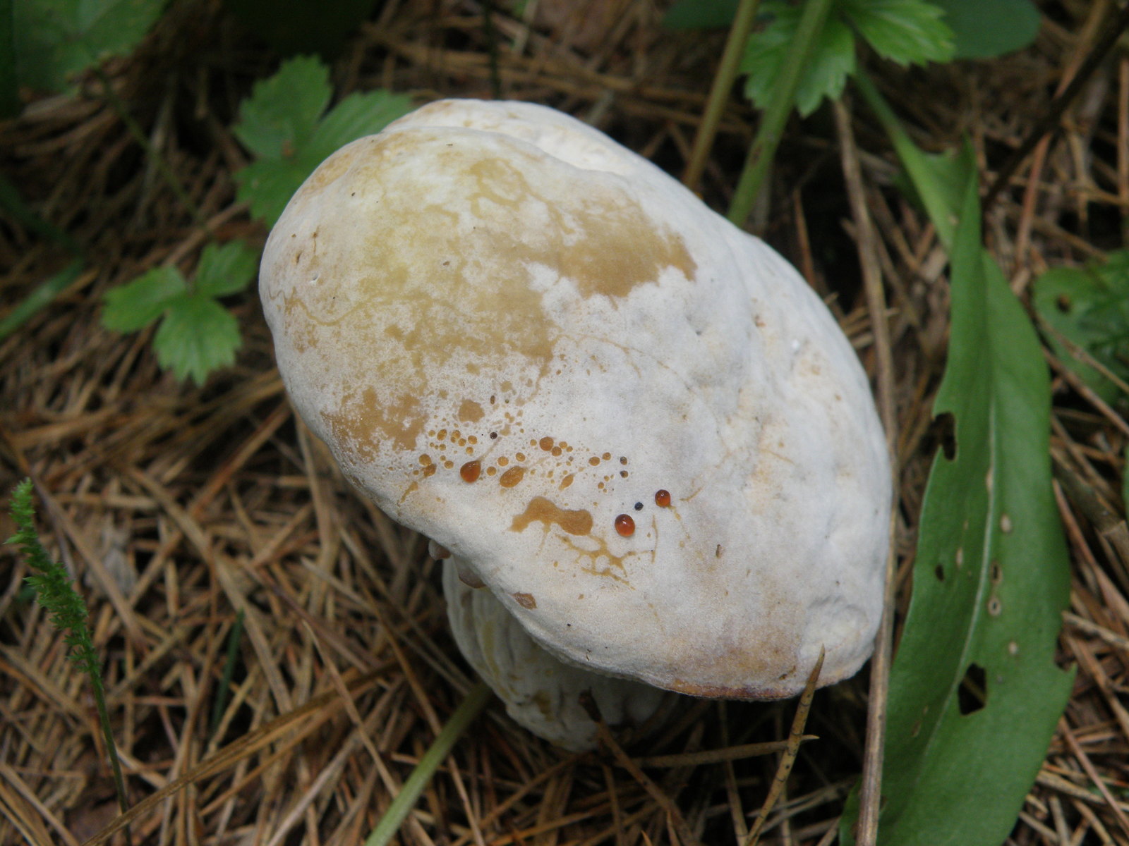 What kind of mushroom - My, Mushrooms, Ignorance, , Longpost