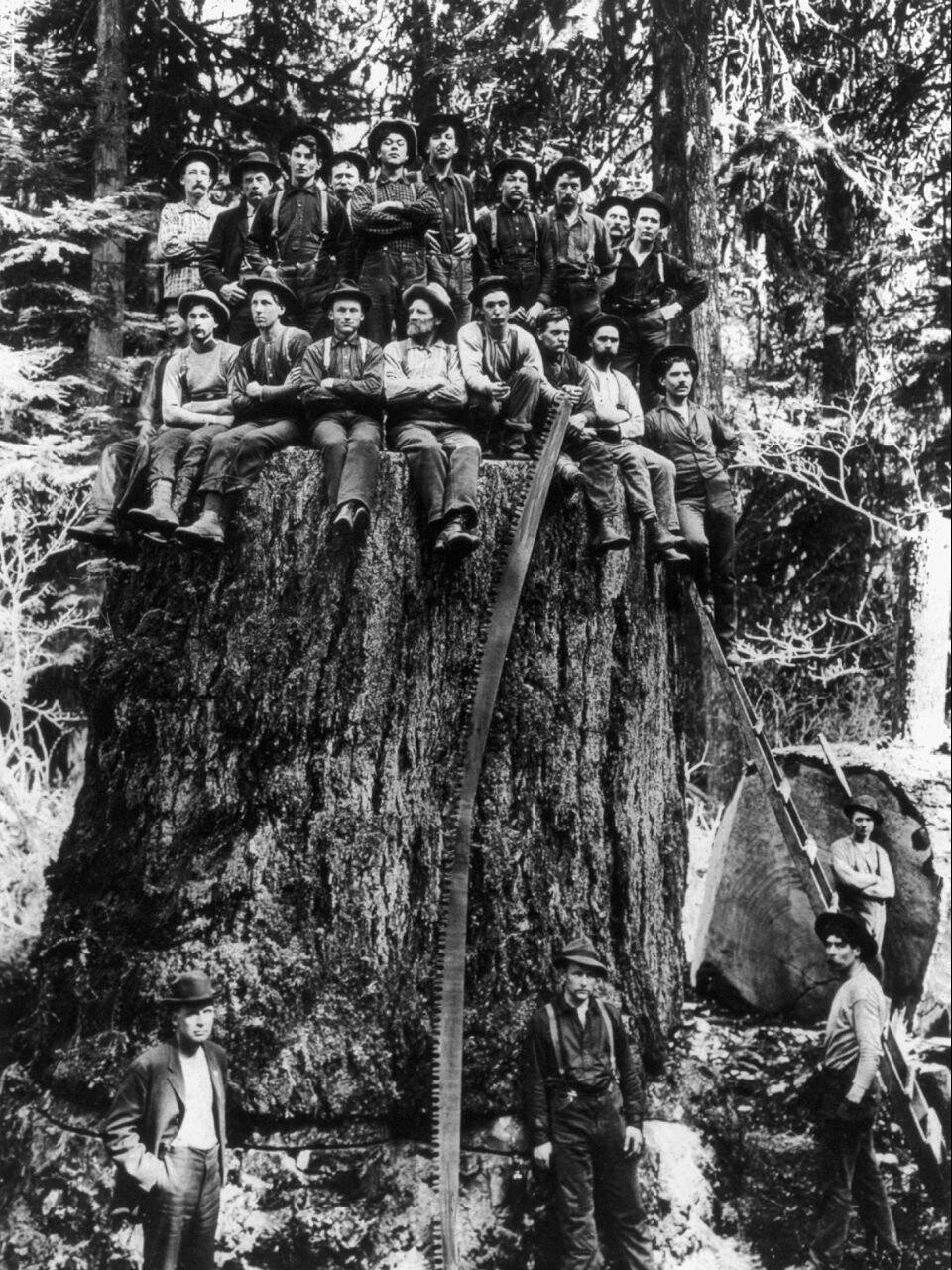 Lumberjacks sit on the stump of a giant sequoia, USA, 1904. - Lumberjack, Sequoia