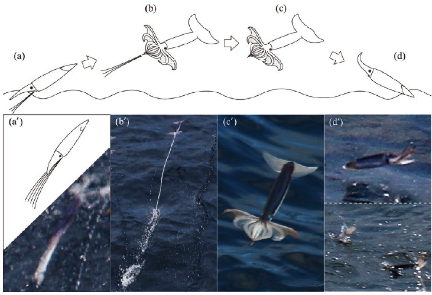 flying squids - The science, Biology, Clam, Cephalopods, Squid, Flight, Copy-paste, Elementy ru, Longpost