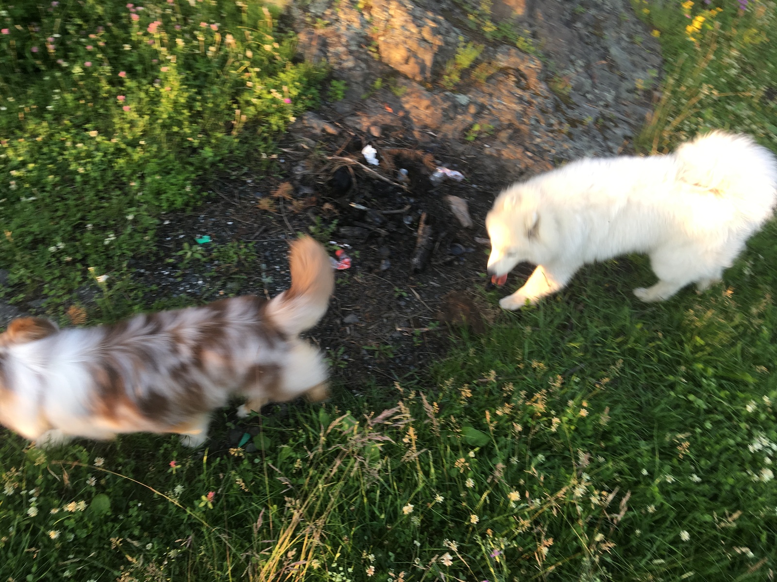 Sunday evening walk. - My, Samoyed, Aussi, Australian shepherd, Dog, Dogs and people, Nature, Evening, Longpost