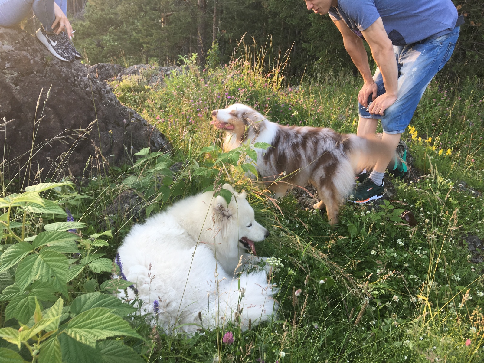 Sunday evening walk. - My, Samoyed, Aussi, Australian shepherd, Dog, Dogs and people, Nature, Evening, Longpost