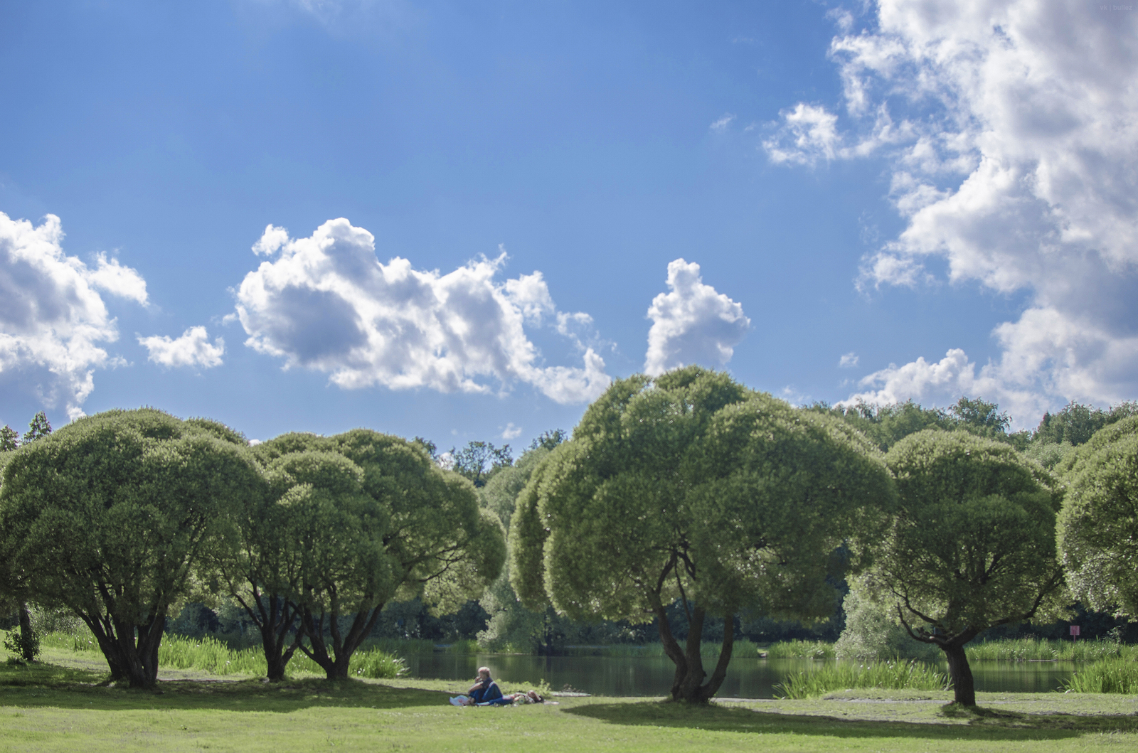 Broccoli - My, Broccoli, Moscow, The park, The photo, Nikon, Summer