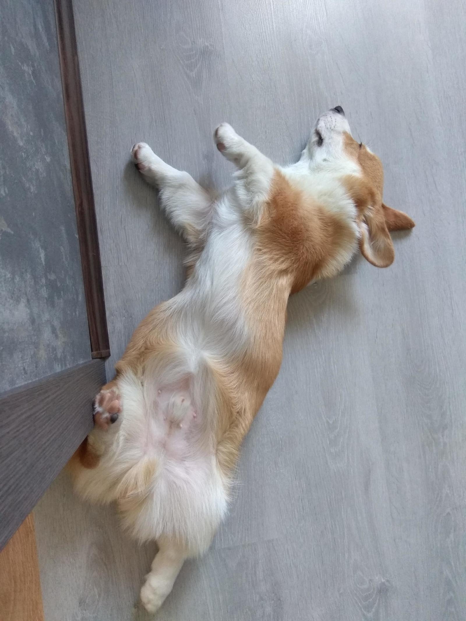 Sleeping (and not only) cuteness in your feed - My, Corgi, Puppies, Dog, Welsh corgi pembroke, GIF, Longpost