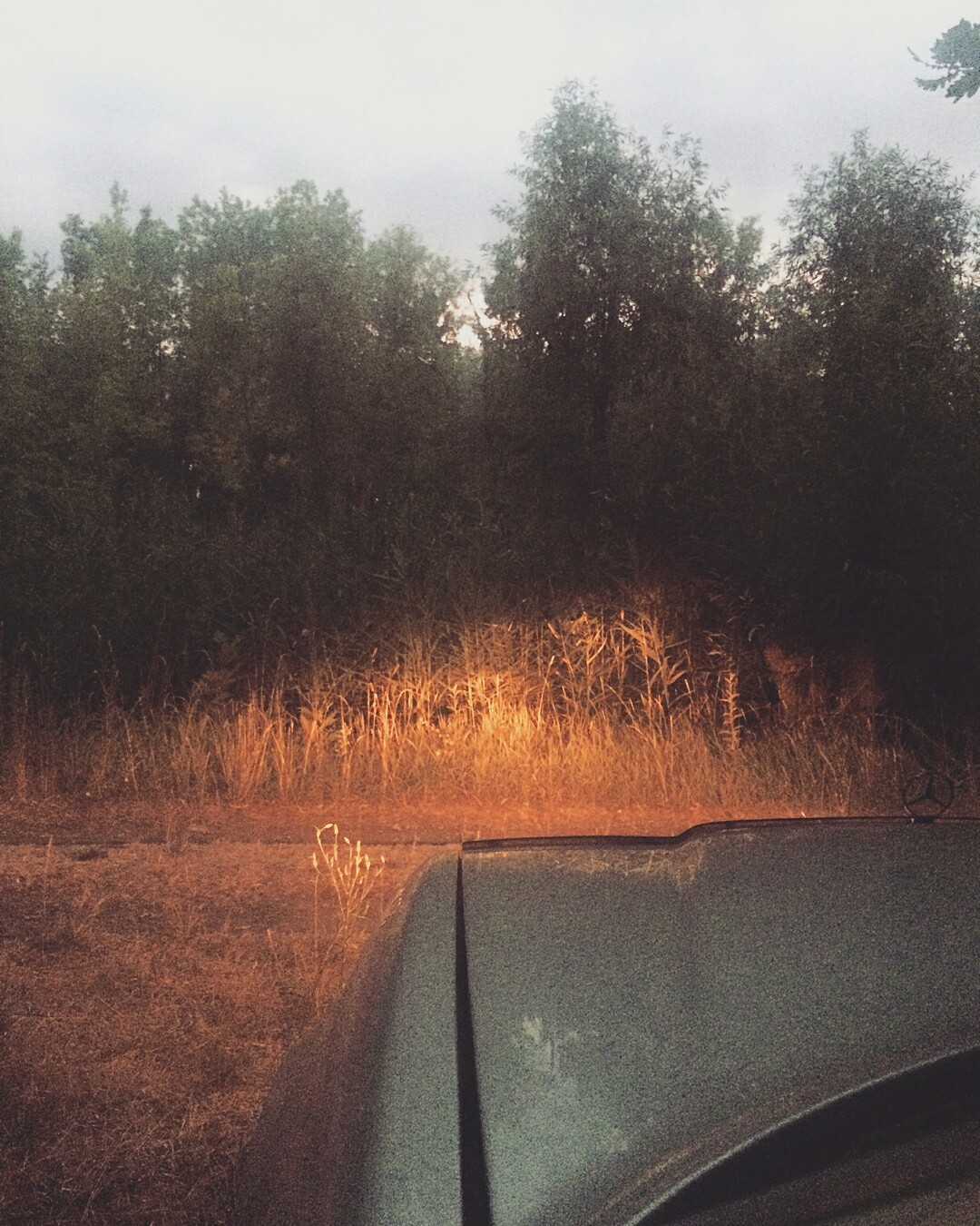 In the woods:) - My, Forest, The photo, Photo from the car, Evening, Longpost