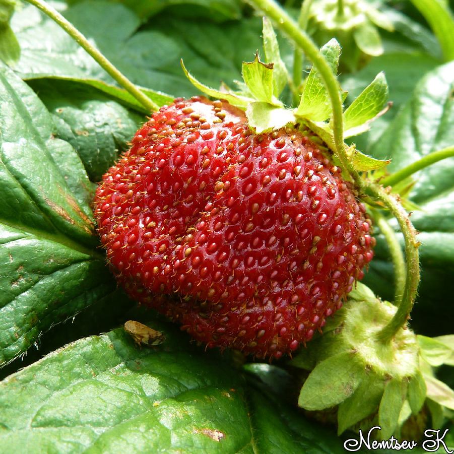 strawberry - My, Strawberry, Harvest, Summer, Garden, The photo, Nature, Strawberry (plant)