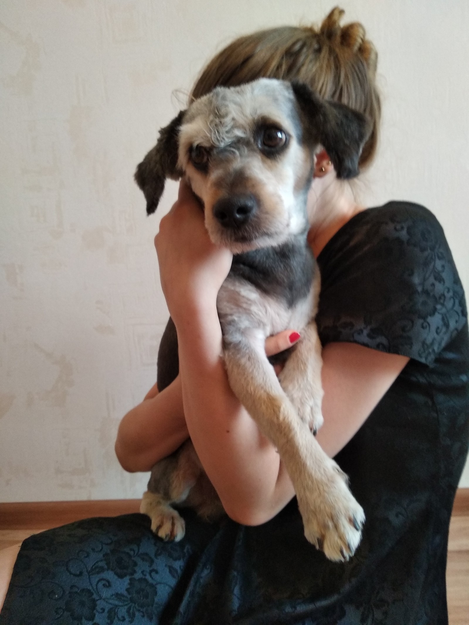 Tolyatti. Found a friend. - My, Dog, A loss, In good hands, Pet, Longpost, No rating, Pets