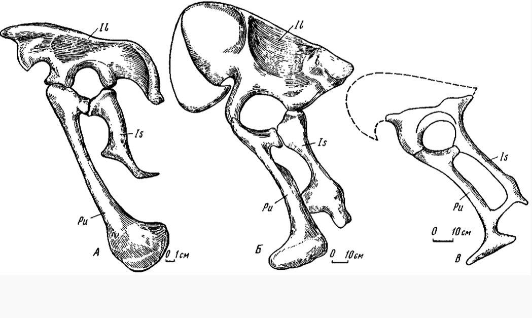 Who are Segnosaurids? - Dinosaurs, , Longpost