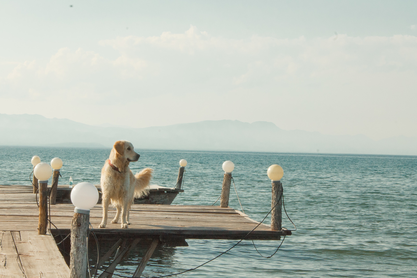 Khubsugul - My, Khubsugul, Golden retriever, Longpost