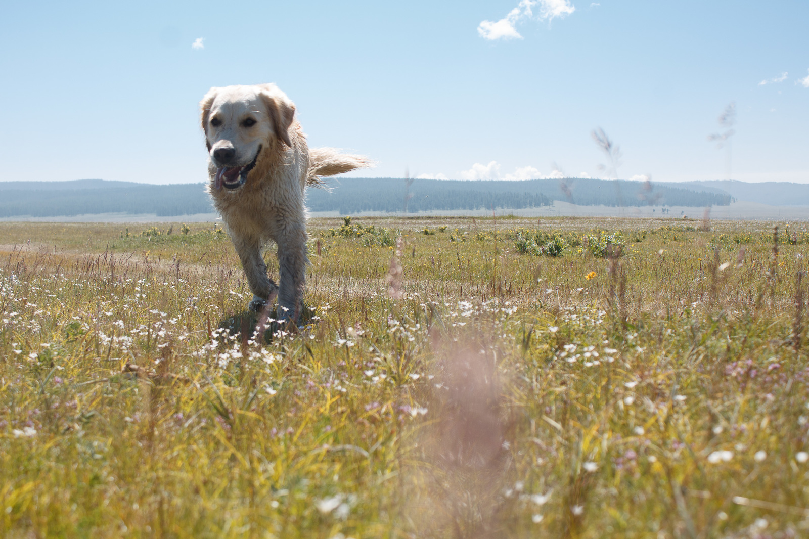 Khubsugul - My, Khubsugul, Golden retriever, Longpost