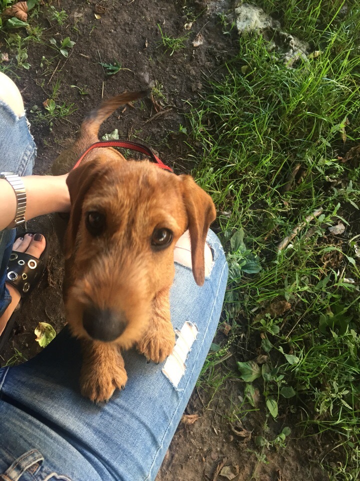 Dreams Come True - My, Dog, Dachshund, , Dream, Longpost