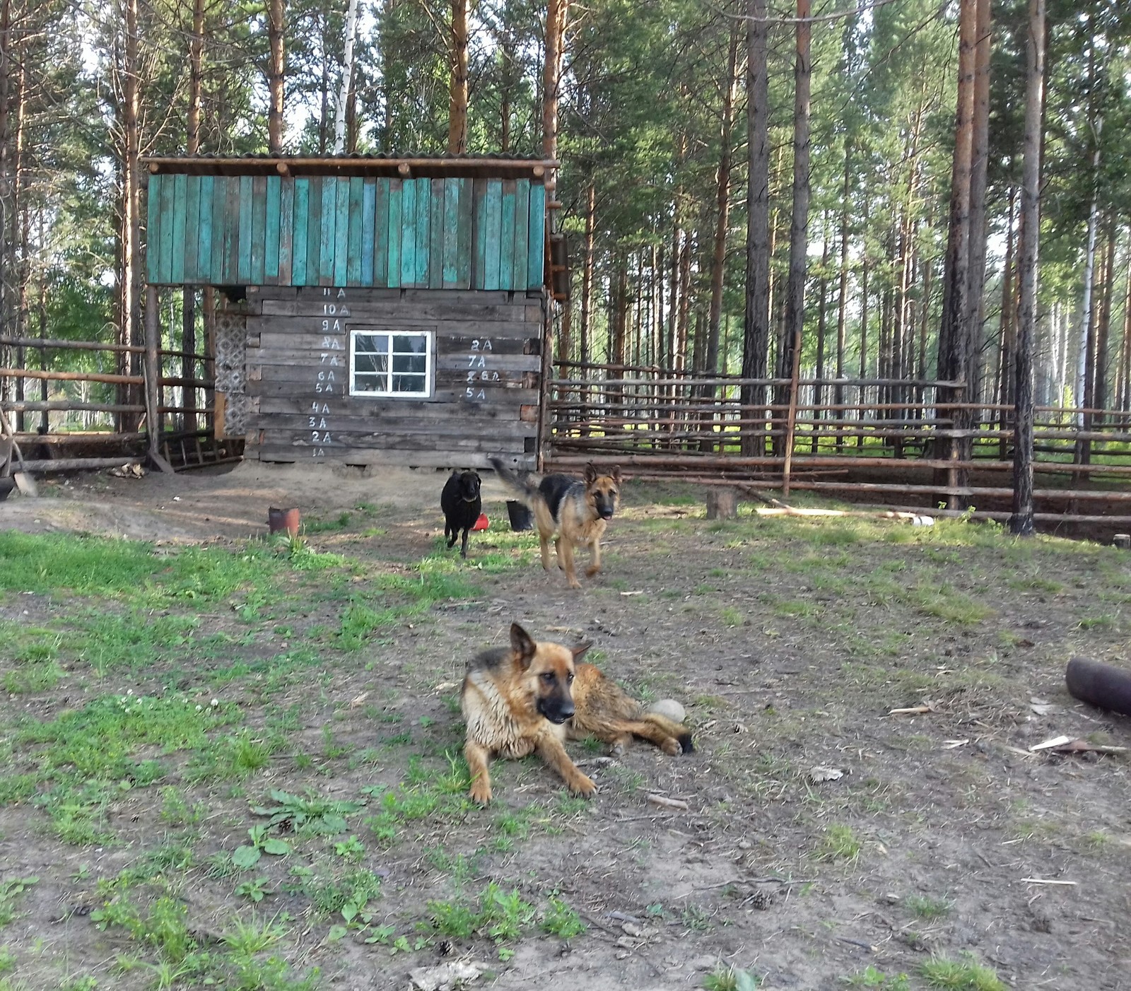 Sheepdogs and lamb Bobka - My, Lamb, German Shepherd, Animals