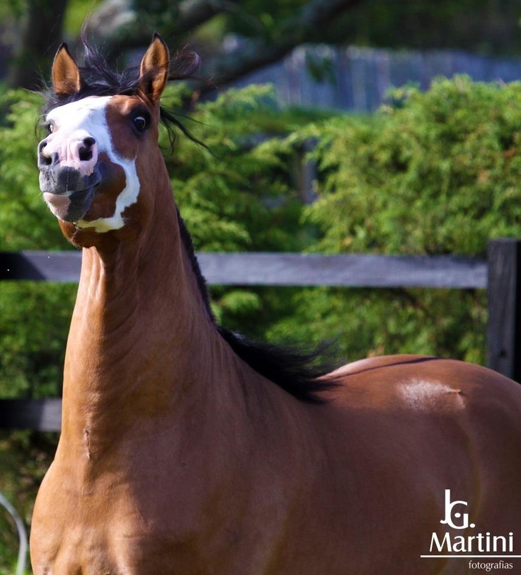 Fancy horses - Horses, Suit, Beautiful, Longpost