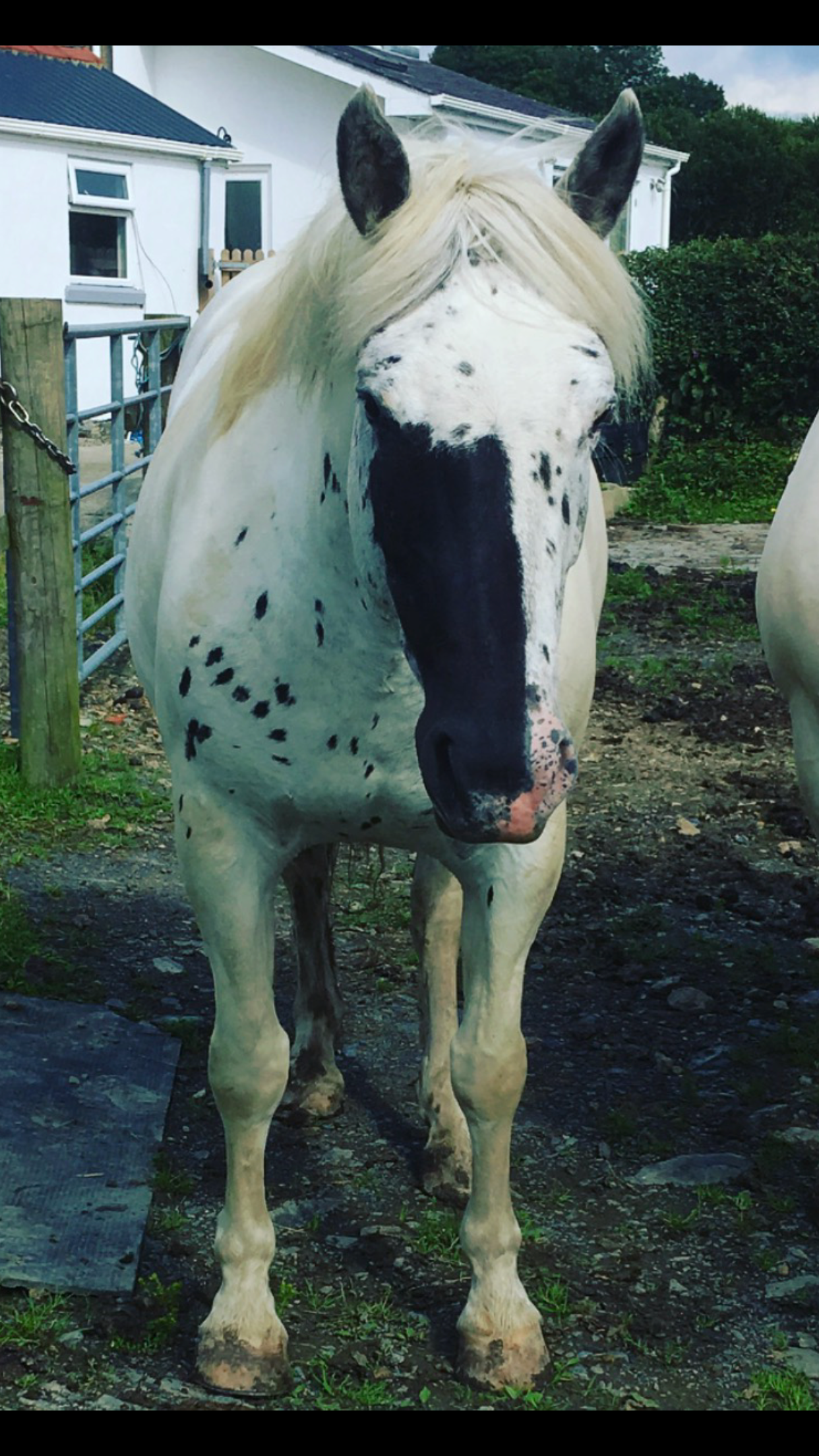 Fancy horses - Horses, Suit, Beautiful, Longpost