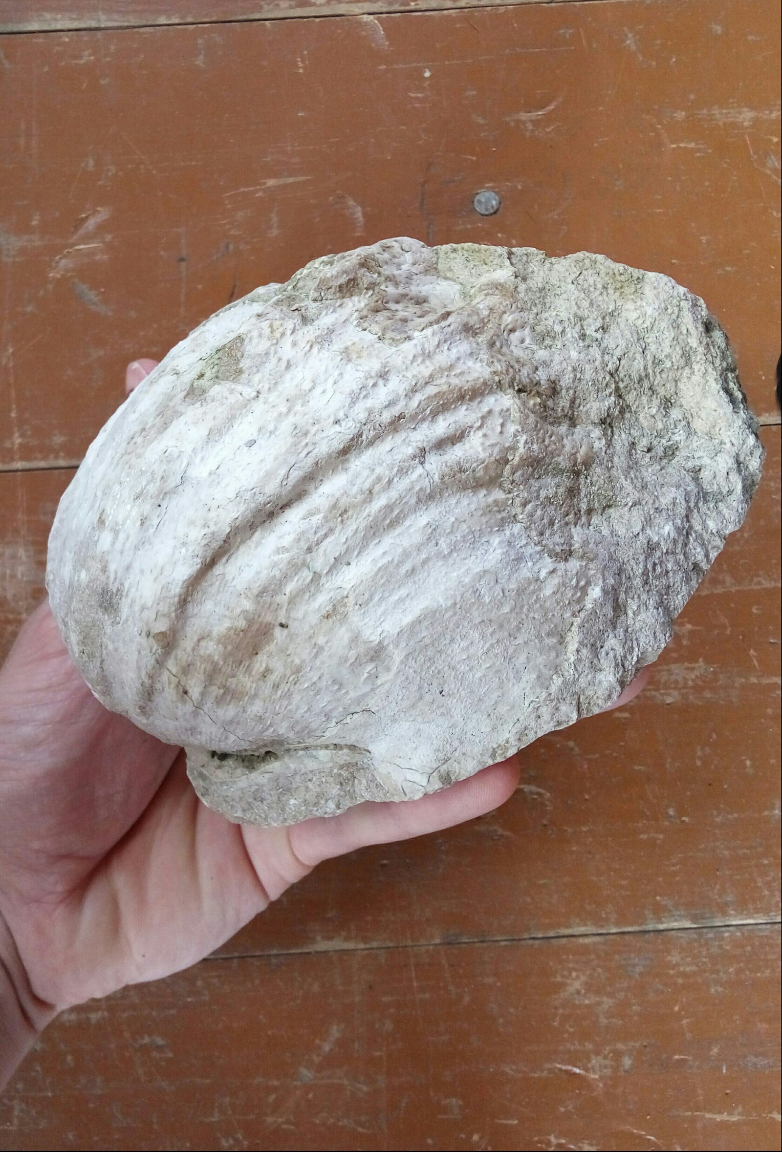 Help determine age - Find, Fossils, Longpost