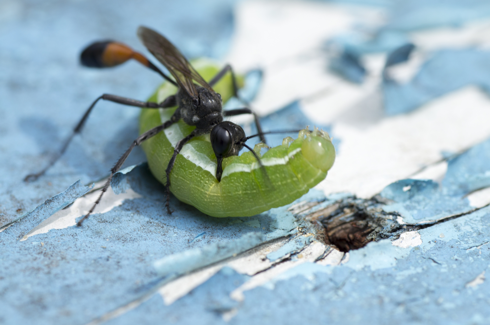 Hunter and prey - My, Macro, Wasp, Sony alpha 580, Tamron, Horror, Macro photography