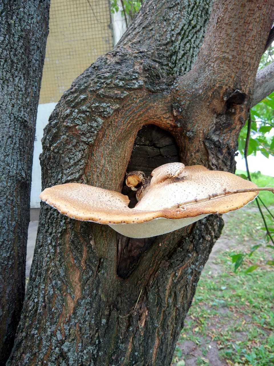 Scaly polypore (Polyporus squamosus) - My, Mushrooms, Tinder, Mushroom pickers, Longpost