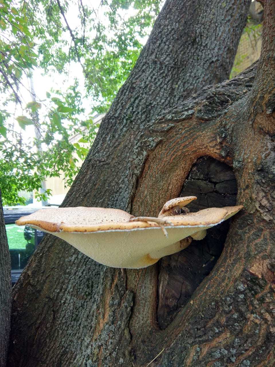 Scaly polypore (Polyporus squamosus) - My, Mushrooms, Tinder, Mushroom pickers, Longpost