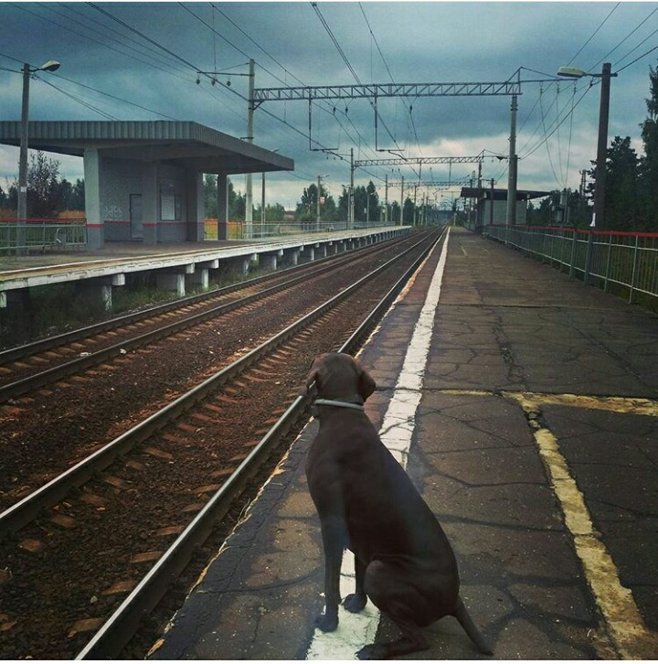 At the halfway... - My, Kurzhaar, Martha, Dog, Railway