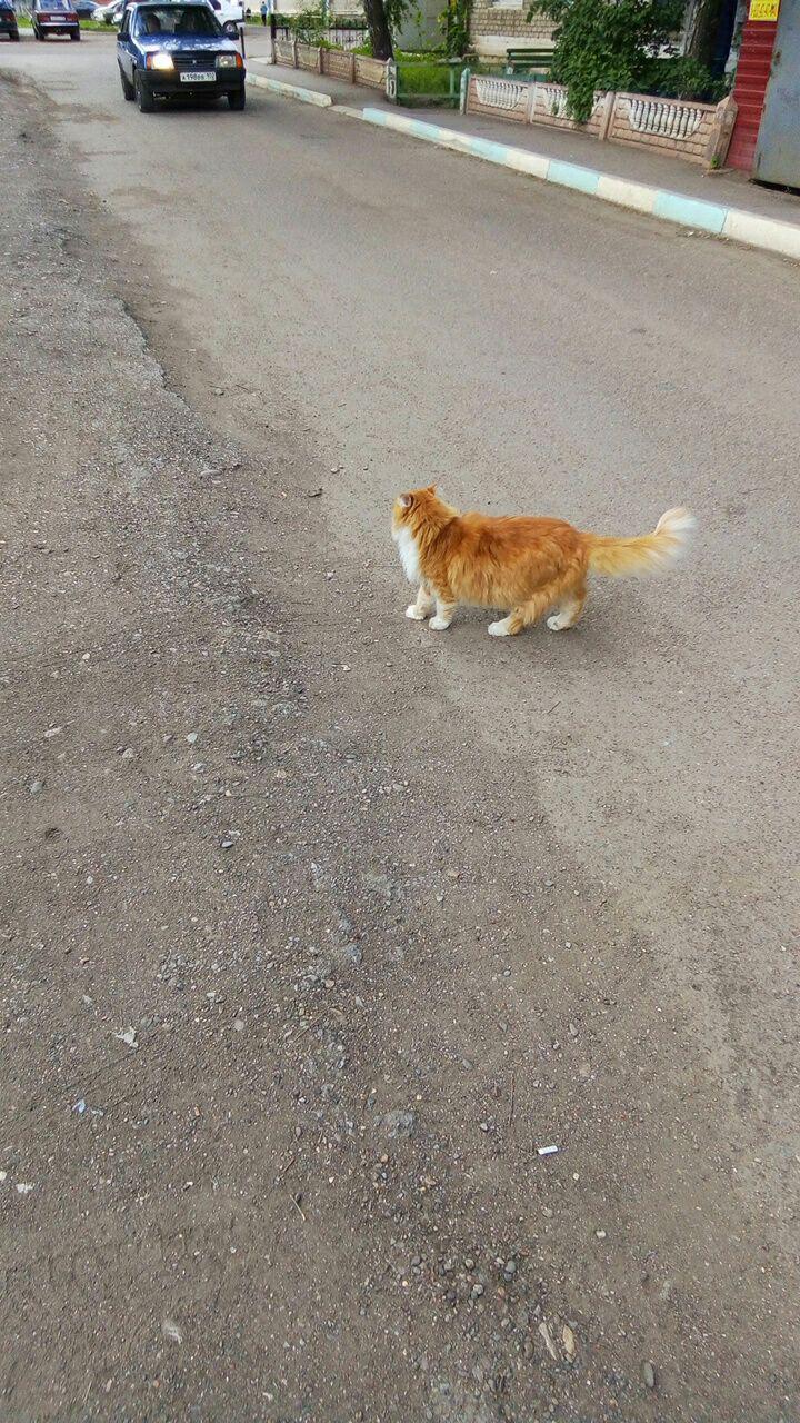 cat - My, cat, Car, Road