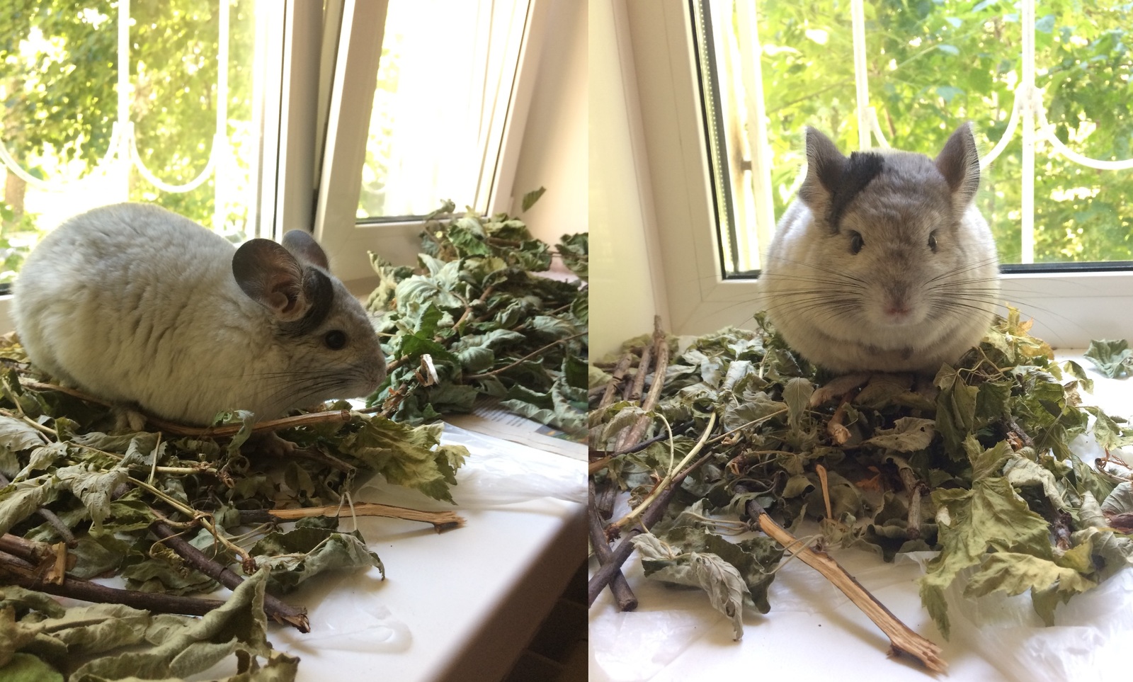 Two chinchillas - My, Chinchilla, Longpost, Animals, Pets