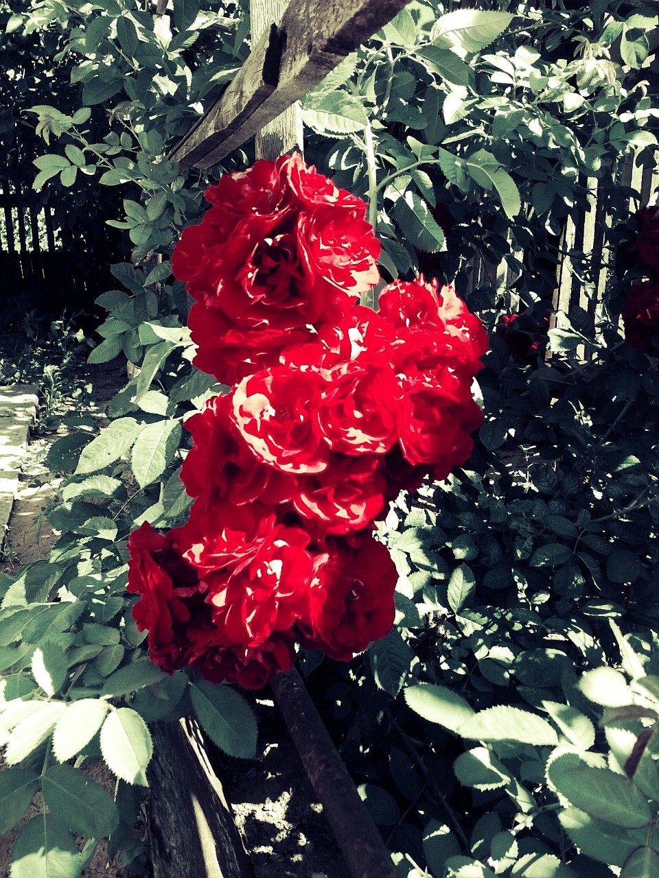 garden rose - My, Beginning photographer, Nokia Lumia, Flowers, The photo, Nature, Longpost