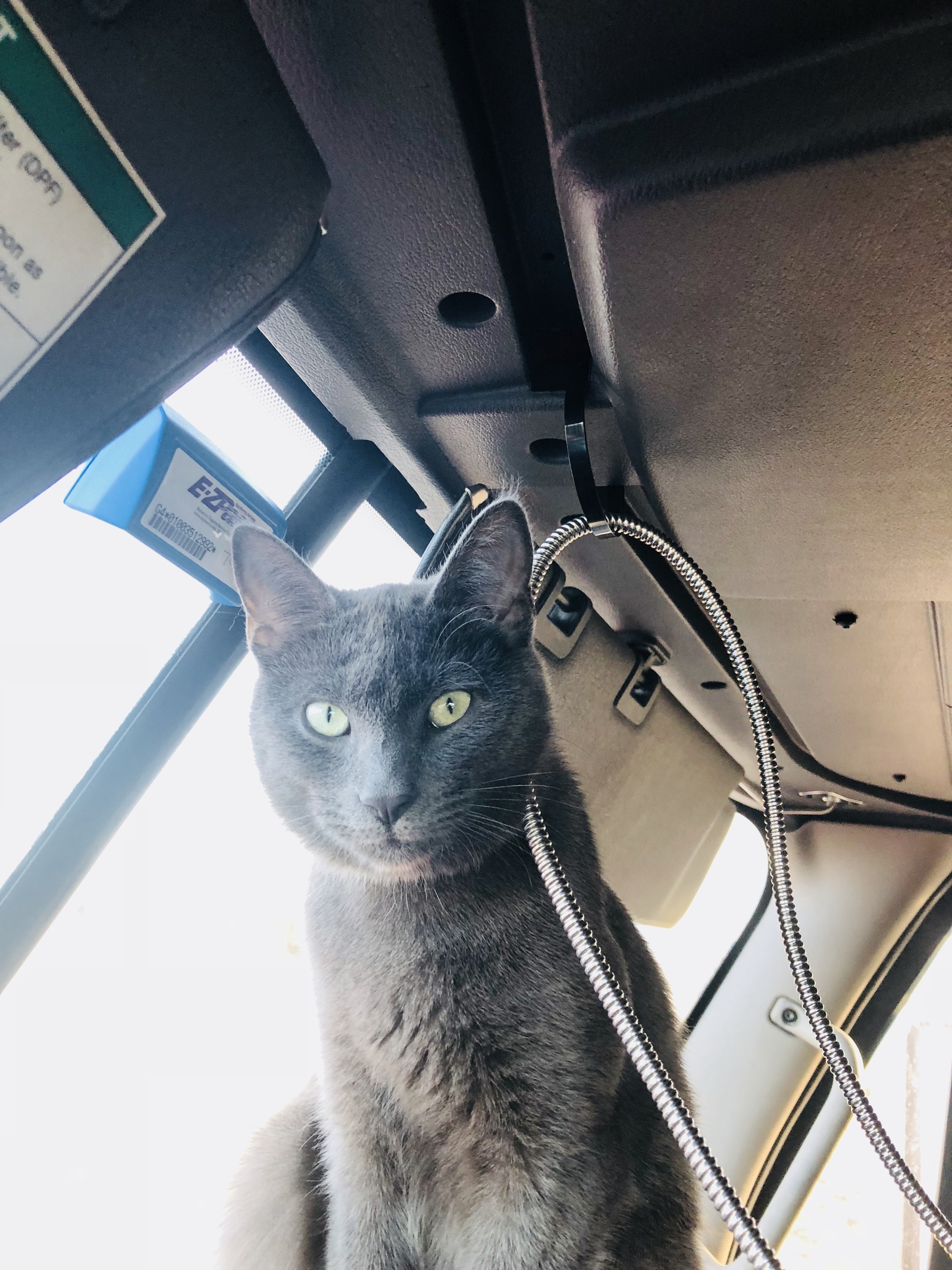 cat on duty today - My, cat, Catomafia, Truckers, USA, A life, Longpost